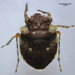Gelastocoris oculatus by (c) Don Loarie, some rights reserved (CC BY). Used under a CC-BY license.