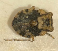 Gelastocoris rotundatus by (c) Matthew Pintar, some rights reserved (CC BY), uploaded by Matthew Pintar. Used under a CC-BY license.