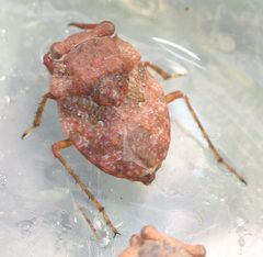 Gelastocoris rotundatus by (c) Even Dankowicz, some rights reserved (CC BY), uploaded by Even Dankowicz. Used under a CC-BY license.