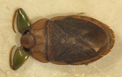 Ambrysus circumcinctus by (c) Matthew Pintar, some rights reserved (CC BY), uploaded by Matthew Pintar. Used under a CC-BY license.