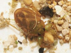 Ambrysus circumcinctus by (c) Joseph Aubert, some rights reserved (CC BY), uploaded by Joseph Aubert. Used under a CC-BY license.
