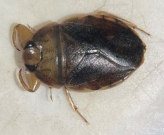 Ambrysus pudicus by (c) Matthew Pintar, some rights reserved (CC BY), uploaded by Matthew Pintar. Used under a CC-BY license.