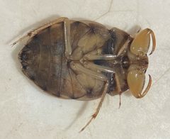Ambrysus pudicus by (c) Matthew Pintar, some rights reserved (CC BY), uploaded by Matthew Pintar. Used under a CC-BY license.