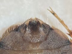 Ambrysus pudicus by (c) Matthew Pintar, some rights reserved (CC BY), uploaded by Matthew Pintar. Used under a CC-BY license.