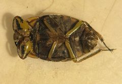 Ambrysus buenoi by (c) Matthew Pintar, some rights reserved (CC BY), uploaded by Matthew Pintar. Used under a CC-BY license.