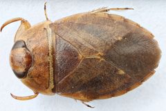 Ambrysus buenoi by (c) Matthew Pintar, some rights reserved (CC BY), uploaded by Matthew Pintar. Used under a CC-BY license.