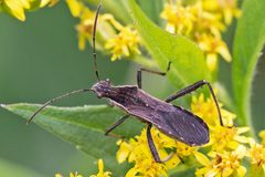 Alydus pilosulus by (c) Bill Keim, some rights reserved (CC BY). Used under a CC-BY license.