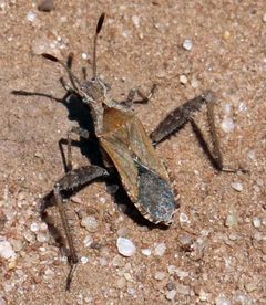 Stachyocnemus apicalis by (c) Catherine C. Galley, some rights reserved (CC BY), uploaded by Catherine C. Galley. Used under a CC-BY license.