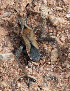 Stachyocnemus apicalis by (c) Catherine C. Galley, some rights reserved (CC BY), uploaded by Catherine C. Galley. Used under a CC-BY license.