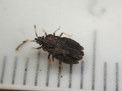 Aradus curticollis by (c) John Abrams, some rights reserved (CC BY), uploaded by John Abrams. Used under a CC-BY license.