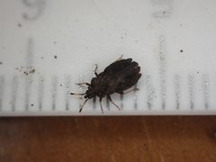 Aradus curticollis by (c) John Abrams, some rights reserved (CC BY), uploaded by John Abrams. Used under a CC-BY license.