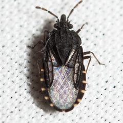 Aradus falleni by (c) Ken-ichi Ueda, some rights reserved (CC BY), uploaded by Ken-ichi Ueda. Used under a CC-BY license.