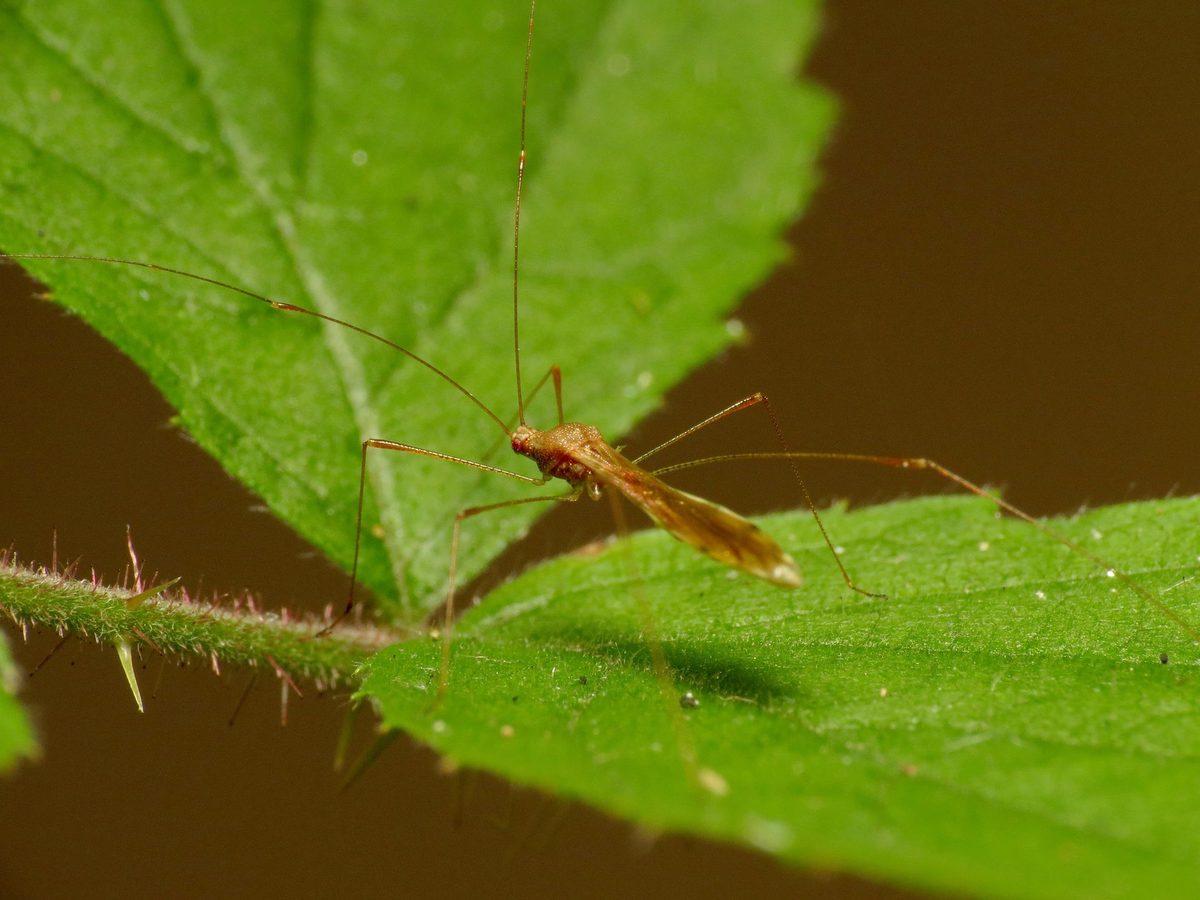 Berytidae (stilt bugs): Identification, Facts, and Taxonomy
