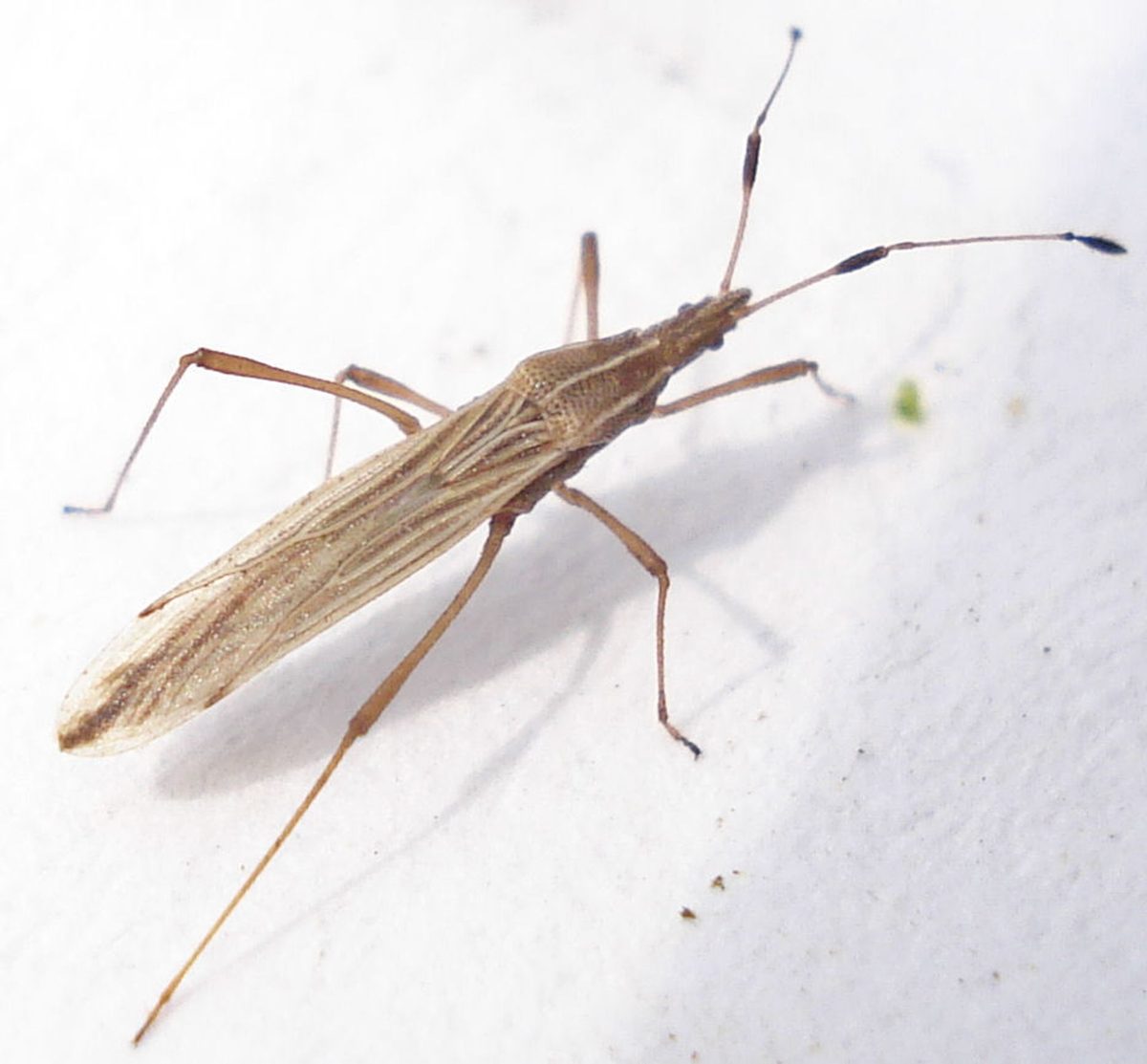 Berytidae (stilt bugs): Identification, Facts, and Taxonomy
