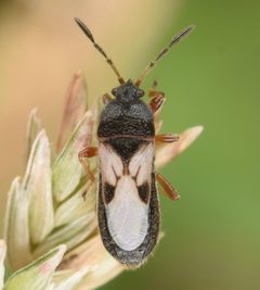 Blissus leucopterus by (c) skitterbug, some rights reserved (CC BY), uploaded by skitterbug. Used under a CC-BY license.