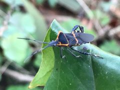 Leptoglossus ashmeadi by (c) Raven Dandridge, some rights reserved (CC BY), uploaded by Raven Dandridge. Used under a CC-BY license.