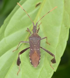 Leptoglossus oppositus by (c) Christina Butler, some rights reserved (CC BY). Used under a CC-BY license.