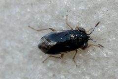 Geocoris uliginosus by (c) Even Dankowicz, some rights reserved (CC BY), uploaded by Even Dankowicz. Used under a CC-BY license.