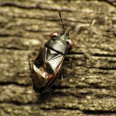 Geocoris uliginosus by (c) Katja Schulz, some rights reserved (CC BY). Used under a CC-BY license.