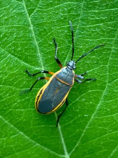 Largus succinctus by no rights reserved, uploaded by kent ozment. Used under a CC0 license.