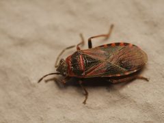 Arocatus melanocephalus by (c) Alexis Tinker-Tsavalas, some rights reserved (CC BY), uploaded by Alexis Tinker-Tsavalas. Used under a CC-BY license.