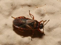 Arocatus melanocephalus by (c) Alexis Tinker-Tsavalas, some rights reserved (CC BY), uploaded by Alexis Tinker-Tsavalas. Used under a CC-BY license.