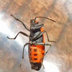 Lygaeus turcicus by (c) Bill Keim, some rights reserved (CC BY). Used under a CC-BY license.