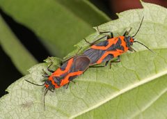 Lygaeus turcicus by (c) Judy Gallagher, some rights reserved (CC BY). Used under a CC-BY license.
