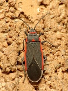 Melacoryphus lateralis by (c) Katja Schulz, some rights reserved (CC BY). Used under a CC-BY license.