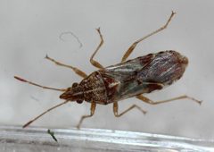 Belonochilus numenius by (c) Even Dankowicz, some rights reserved (CC BY), uploaded by Even Dankowicz. Used under a CC-BY license.