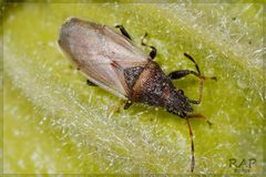 Oxycarenus hyalinipennis by (c) RAP, some rights reserved (CC BY), uploaded by RAP. Used under a CC-BY license.