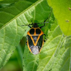 Perillus strigipes by (c) Justin Williams, some rights reserved (CC BY), uploaded by Justin Williams. Used under a CC-BY license.