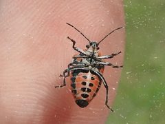 Perillus strigipes by (c) Sam Kieschnick, some rights reserved (CC BY), uploaded by Sam Kieschnick. Used under a CC-BY license.
