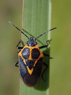 Perillus strigipes by (c) Eridan Xharahi, some rights reserved (CC BY), uploaded by Eridan Xharahi. Used under a CC-BY license.
