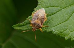 Podisus placidus by (c) Christian Back, some rights reserved (CC BY), uploaded by Christian Back. Used under a CC-BY license.