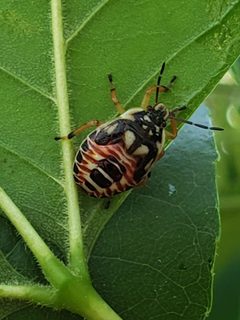 Podisus placidus by (c) Mark Richman, some rights reserved (CC BY), uploaded by Mark Richman. Used under a CC-BY license.