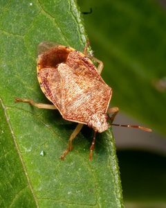 Podisus placidus by (c) Chris O'Donoghue, some rights reserved (CC BY), uploaded by Chris O'Donoghue. Used under a CC-BY license.
