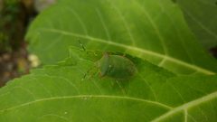 Chlorocoris by (c) Liliana Ramírez-Freire, some rights reserved (CC BY), uploaded by Liliana Ramírez-Freire. Used under a CC-BY license.