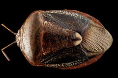 Ascra bifida by no rights reserved. Used under a CC0 license.
