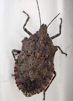 Brochymena quadripustulata by (c) Cole Shoemaker, some rights reserved (CC BY), uploaded by Cole Shoemaker. Used under a CC-BY license.