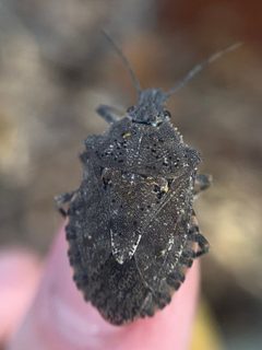 Brochymena quadripustulata by (c) fuzzyspider, some rights reserved (CC BY), uploaded by fuzzyspider. Used under a CC-BY license.