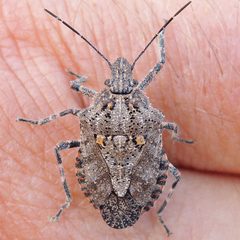 Brochymena quadripustulata by (c) Bill Keim, some rights reserved (CC BY). Used under a CC-BY license.