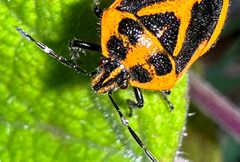 Agonoscelis by (c) prossington, some rights reserved (CC BY). Used under a CC-BY license.