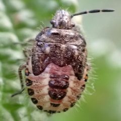 Agonoscelis puberula by (c) Catherine C. Galley, some rights reserved (CC BY), uploaded by Catherine C. Galley. Used under a CC-BY license.