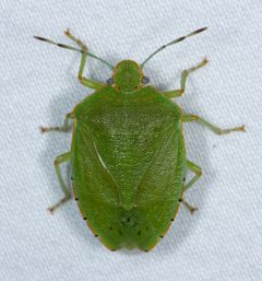 Chinavia marginata by (c) Don Loarie, some rights reserved (CC BY), uploaded by Don Loarie. Used under a CC-BY license.