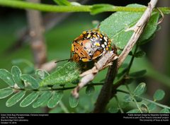 Chinavia marginata by no rights reserved, uploaded by Alejandro Santillana. Used under a CC0 license.