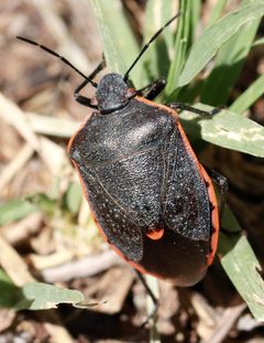 Chlorochroa by (c) Catherine C. Galley, some rights reserved (CC BY), uploaded by Catherine C. Galley. Used under a CC-BY license.