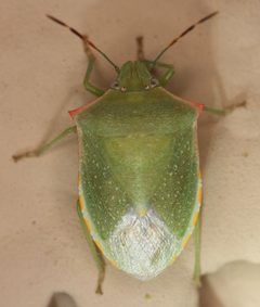 Thyanta custator accerra by (c) Andrew Meeds, some rights reserved (CC BY), uploaded by Andrew Meeds. Used under a CC-BY license.