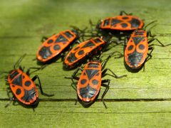 Pyrrhocoris apterus by (c) belgianchocolate, some rights reserved (CC BY). Used under a CC-BY license.