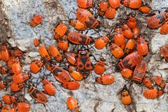Pyrrhocoris apterus by no rights reserved, uploaded by 0959kedi. Used under a CC0 license.